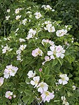 Wilde rozen
