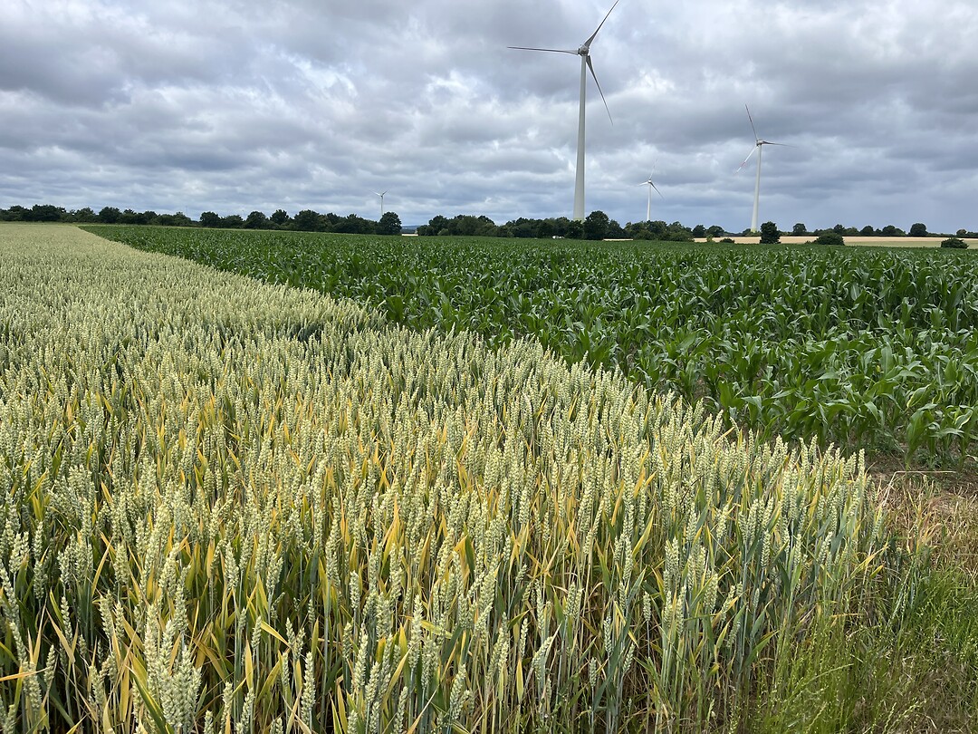 Eindeloze graanvelden…