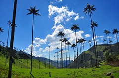 Valle de Cocora