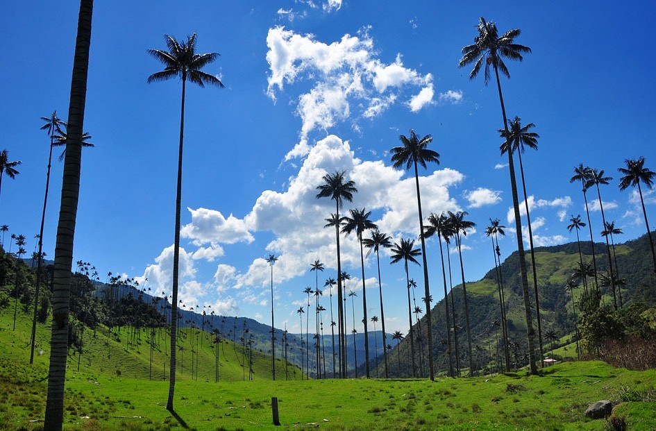Valle de Cocora