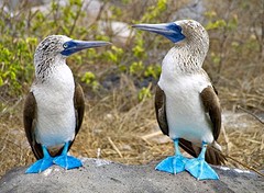 Blue footed bobbies