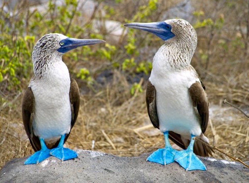 Blue footed bobbies
