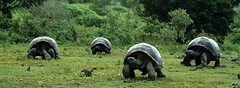 It' a giant turtle!