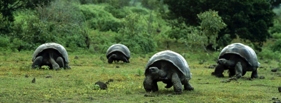 It' a giant turtle!