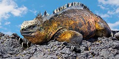 Galapagos Leguaan