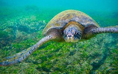 Zeeschildpad