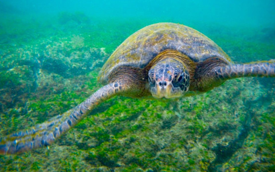Zeeschildpad