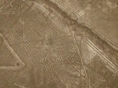 Spin bij Nasca