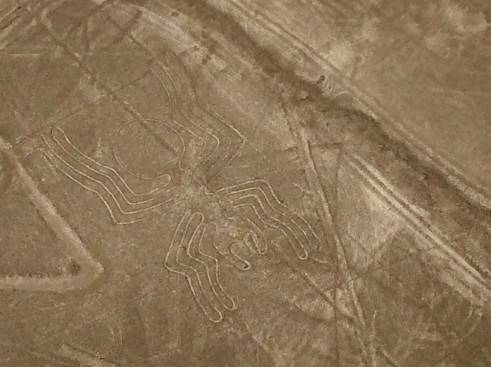 Spin bij Nasca