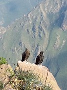 Condors
