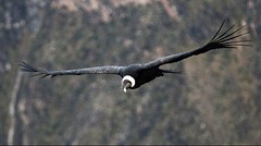 Condor