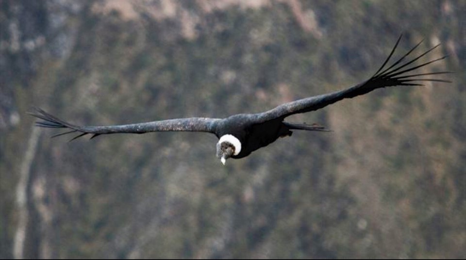 Condor