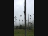 Video 12: uniek landschap in Valle del Cocora