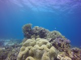 Great Barrier Reef