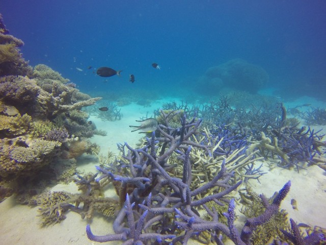 Great Barrier Reef