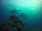 Great Barrier Reef