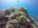 Great Barrier Reef