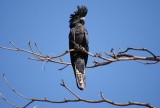 Black Kakatoe