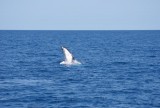 The Humpback Whale