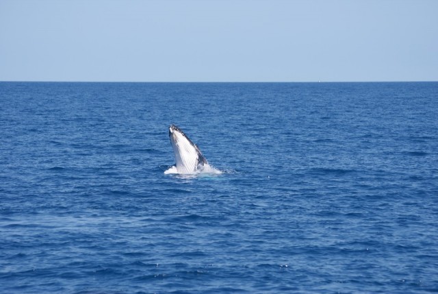 The Humpback Whale
