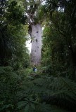 'The God of the Forest', een meer dan 2000 jaar oude Kauri boom