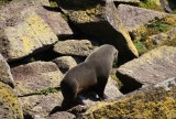 Een Fur Seal on the rocks
