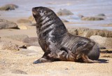 Sea Lion langs de zuidkust