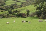 Veel voorkomend uitzicht in NZ, er zijn meer schapen als mensen.