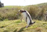 De zeldzame Yellow Eyed Penguin, op weg naar zee