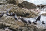 Een kolonie Fur Seals langs de kust