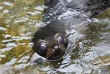 Baby Seal