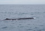 De Sperm Whale, het geeft een beetje een indruk hoe groot die is