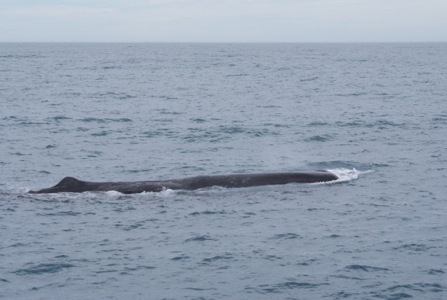 De Sperm Whale, het geeft een beetje een indruk hoe groot die is
