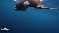 Orca's