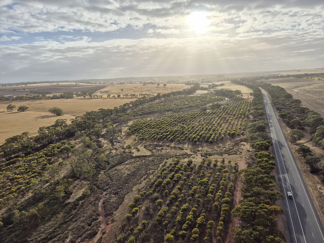 1000042653