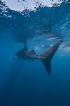 1000045647