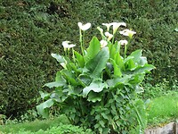 IMG_0039