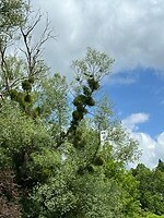 IMG_9024