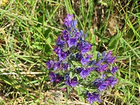 IMG_0252
