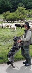 Herder