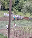 Moestuin