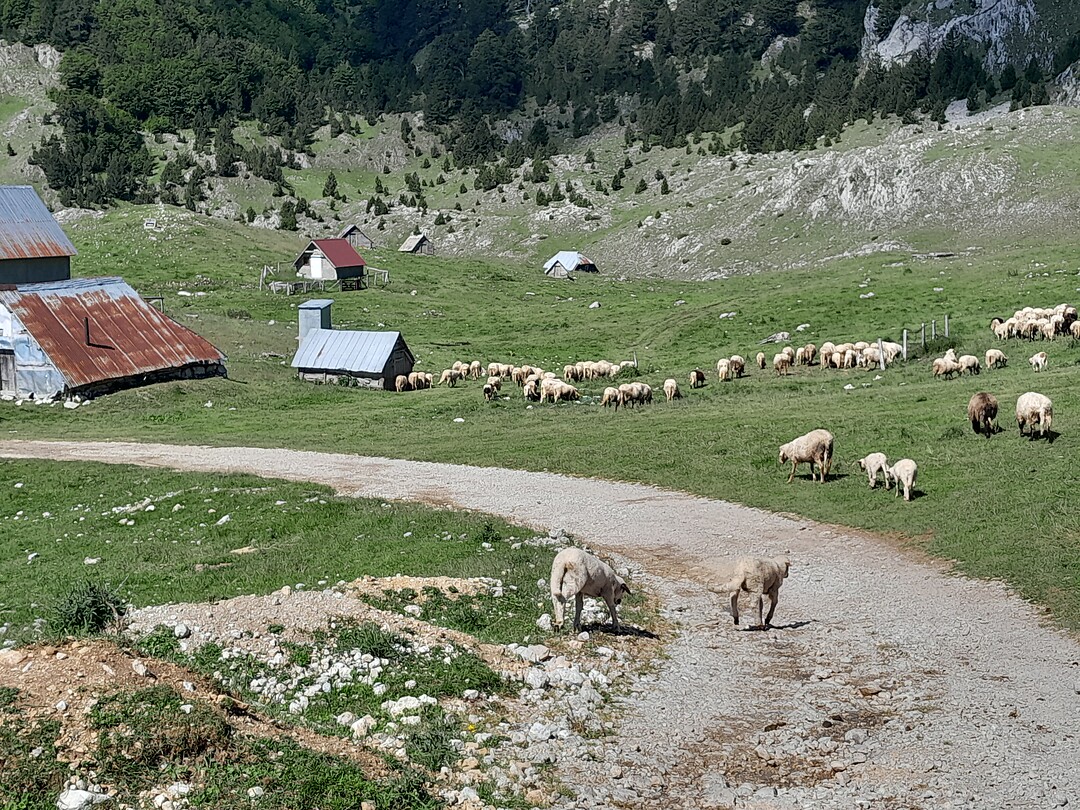 Schapen