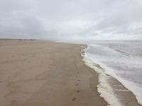 Den Haag - Hoek van Holland. Geen hond te zien
