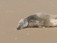 Gestrand of aan het zonnebaden?