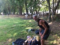 Lunch verstoord door binnenwandelende koeien