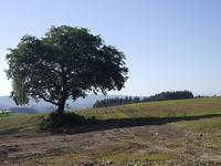 P1020441