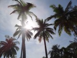 De laatste zonnestraaltjes door de palmbomen - nu weer terug naar Delhi