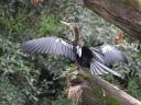 vogeltje