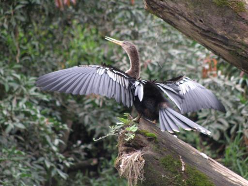 vogeltje