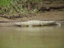Alligator